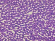 Rat-Liver-1
