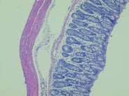 Rat-colon